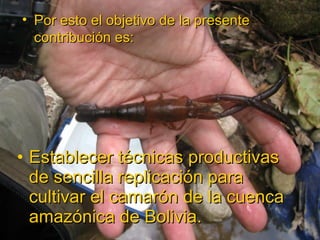 Establecer técnicas productivas de sencilla replicación para cultivar el camarón de la cuenca amazónica de Bolivia. Por esto el objetivo de la presente contribución es: 