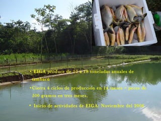 EIGA produce de 10 a 18 toneladas anuales de tambacú Cierra 4 ciclos de producción en 14 meses = peces de 500 gramos en tres meses. Inicio de actividades de EIGA: Noviembre del 2006   