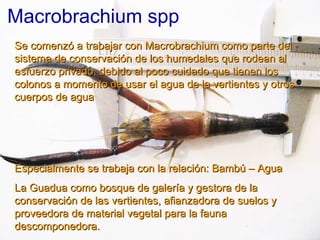 Macrobrachium spp Se comenzó a trabajar con Macrobrachium como parte del sistema de conservación de los humedales que rodean al esfuerzo privado, debido al poco cuidado que tienen los colonos a momento de usar el agua de la vertientes y otros cuerpos de agua Especialmente se trabaja con la relación: Bambú – Agua La Guadua como bosque de galería y gestora de la conservación de las vertientes, afianzadora de suelos y proveedora de material vegetal para la fauna descomponedora. 