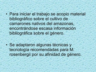<ul><li>Para iniciar el trabajo se acopio material bibliográfico sobre el cultivo de camarones nativos del amazonas, encon...