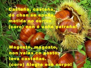 Castaña, castaña,
do chan se apaña,
metida no ourizo
(coro) non é unha patraña!
Magosto, magosto,
non vaias co posto,
leva castañas.
(coro) Alegra ese corpo!
 