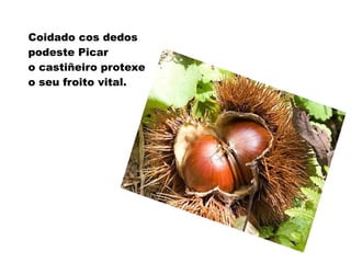 Coidado cos dedos
podeste Picar
o castiñeiro protexe
o seu froito vital.
 