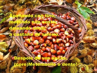 Apañando con tino,
metendo nun cesto,
deixando secar
a castaña ao soleiro.
Despois de ven secas.
(coro)Metémoslle o dente!
 
