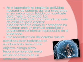  En el laboratorio se analiza la actividad
neuronal de cerebros de rata inyectando
en sus neuronas un líquido con contraste
para medir su actividad. Los
investigadores aplican al animal una serie
de estímulos para analizar
específicamente cómo se comportan las
neuronas ante un estímulo específico y
posteriormente intentan reproducirlo en el
ordenador.
 Esta reconstrucción del cerebro que los
científicos están realizando en
un laboratorio, tiene como
objetivo, a largo plazo,
llegar a comprender mejor
el funcionamiento de un
cerebro humano.
 
