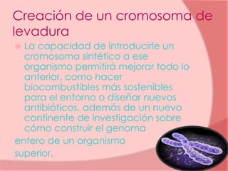 Creación de un cromosoma de
levadura
 La capacidad de introducirle un
cromosoma sintético a ese
organismo permitirá mejorar todo lo
anterior, como hacer
biocombustibles más sostenibles
para el entorno o diseñar nuevos
antibióticos, además de un nuevo
continente de investigación sobre
cómo construir el genoma
entero de un organismo
superior.
 
