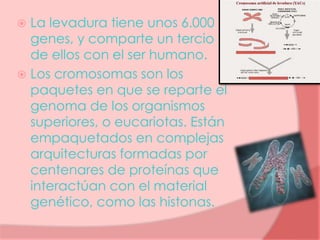  La levadura tiene unos 6.000
genes, y comparte un tercio
de ellos con el ser humano.
 Los cromosomas son los
paquetes en que se reparte el
genoma de los organismos
superiores, o eucariotas. Están
empaquetados en complejas
arquitecturas formadas por
centenares de proteínas que
interactúan con el material
genético, como las histonas.
 