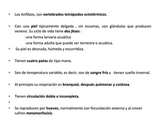 INTRODUCCIÓN Los Anfibios, son  vertebrados tetrápodos ectotérmicos . Con una  piel  típicamente delgada , sin escamas, con glándulas que producen veneno. Su ciclo de vida tiene  dos fases  :  -una forma larvaria acuática  -una forma adulta que puede ser terrestre o acuática.   Su piel es desnuda, húmeda y escurridiza.  Tienen  cuatro patas  de tipo mano.  Son de temperatura variable, es decir, son de  sangre fría  y   tienen sueño invernal.  Al principio su respiración es  branquial ,  después pulmonar y cutánea .  Tienen  circulación doble e incompleta . Se reproducen por  huevos , normalmente con fecundación externa y al crecer sufren  metamorfosisis .  
