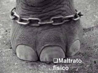 Maltrato
físico
 