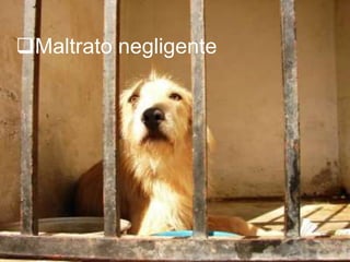 Maltrato negligente
 