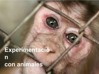 Experimentació
n
con animales
 