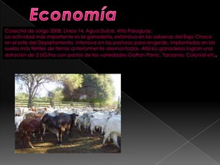 Cosecha de sorgo 2008, Línea 14, Agua Dulce, Alto Paraguay.
La actividad más importante es la ganadería, extensiva en las sabanas del Bajo Chaco
en el este del Departamento, intensiva en las pasturas para engorde, implantadas en las
suelos más fértiles de tierras anteriormente desmontadas. Allá los ganaderos logran una
dotación de 2 UG/ha con pastos de las variedades Gatton Panic, Tanzania, Colonial etc.
 