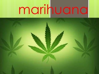 marihuana
 
