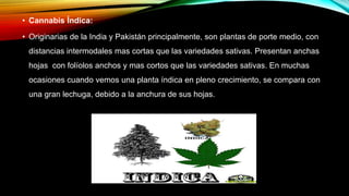 • Cannabis Índica:
• Originarias de la India y Pakistán principalmente, son plantas de porte medio, con
distancias intermodales mas cortas que las variedades sativas. Presentan anchas
hojas con folíolos anchos y mas cortos que las variedades sativas. En muchas
ocasiones cuando vemos una planta índica en pleno crecimiento, se compara con
una gran lechuga, debido a la anchura de sus hojas.
 