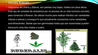 • Cannabis Ruderalis:
• Originarias de Liberia y Siberia, son plantas muy bajas, chatas con poca altura.
Este tipo de variedad de caracteriza por no precisar de un ciclo lumínico concreto
para comenzar a florecer. Se utilizan mucho para realizar híbridos con variedades
índicas o sativas y conseguir lo que actualmente conocemos como variedades
auto-florecientes. Desde que son germinadas hasta que son cosechadas pueden
transcurrir unos tres meses o cuatro.
 