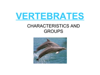 VERTEBRATES
 CHARACTERISTICS AND
      GROUPS
 