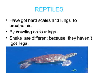 REPTILES
• Have got hard scales and lungs to
  breathe air.
• By crawling on four legs .
• Snake are different because they haven´t
  got legs .
 