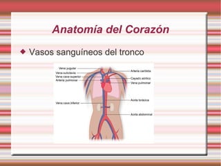Anatomía del Corazón
 Vasos sanguíneos del tronco
 