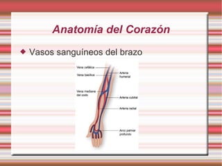 Anatomía del Corazón
 Vasos sanguíneos del brazo
 