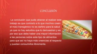 CONCLUSIÓN
La conclusión que pude obtener al realizar este
trabajo es que contrario a lo que muchos creen
el maíz transgénico no es dañino para la salud
ya que no hay estudios que lo demuestren y es
por eso que debe haber una mayor información
a las personas sobre este tipo de alimentos
para que así no haya más creencias al respecto
y puedan consumirlos libremente.
 