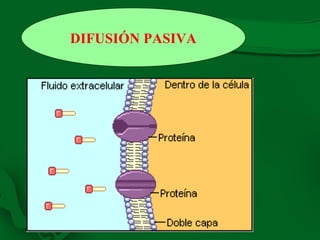 DIFUSIÓN PASIVA 