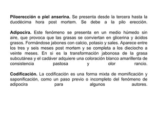 Piloerección o piel anserina. Se presenta desde la tercera hasta la
duodécima hora post mortem. Se debe a la pilo erección.

Adipocira. Este fenómeno se presenta en un medio húmedo sin
aire, que provoca que las grasas se conviertan en glicerina y ácidos
grasos. Formándose jabones con calcio, potasio y sales. Aparece entre
los tres y seis meses post mortem y se completa a los dieciocho a
veinte meses. En si es la transformación jabonosa de la grasa
subcutánea y el cadáver adquiere una coloración blanco amarillenta de
consistencia         pastosa          y          olor          rancio.

Codificación. La codificación es una forma mixta de momificación y
saponificación, como un paso previo o incompleto del fenómeno de
adipocira            para              algunos            autores.
 