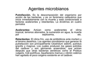 Agentes microbianos
Putrefacción. Es la descomposición del organismo por
acción de las bacterias, y es un fenómeno cadavérico que
inicia inmediatamente con la muerte y está condicionada a
factores acelerantes y retardantes. La dividimos en cuatro
períodos

Acelerantes: Actúan como acelerantes el clima
tropical, terrenos abonados, la sumersión en agua, la muerte
por                      septicemia,                    etc.
Retardantes: El clima frío, uso de antibióticos ante mortem y
el terreno desértico. Los agentes microbianos que generan la
putrefacción son principalmente Clostridum welchii, putridus
gracilis y magnus. Los cuales producen los gases pútridos
del cadáver y son gérmenes anaerobios, que actúan
después que otras bacterias aeróbicas como el Proteus
vulgaris, Coli putrificus, liquefaciens marnus y vibrión colérico
han agotado el poco oxigeno existente en el cadáver.
 
