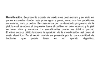 Momificación. Se presenta a partir del sexto mes post mortem y se inicia en
partes expuestas donde haya poco agua y grasa, como son los pabellones
auriculares, nariz y dedos. Se caracteriza por un desecado progresivo de la
piel, la cual se adosa al esqueleto, toma el cadáver un color obscuro y la piel
se torna dura y correosa. La momificación puede ser total o parcial.
El clima seco y cálido favorece la aparición de la momificación, así como el
suelo desértico. En el recién nacido se presenta por la poca cantidad de
bacterias      que     puede      tener    en     el    aparato     digestivo.
 