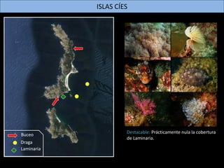 ISLAS ONS
Buceo
Draga
Destacable: Presencia de grandes comunidades del
alga Phyllariopsis purpurascens en las zonas más
pr...