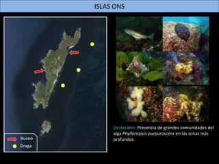 ISLA DE SÁLVORA
Buceo
Draga
Destacable: Al igual que en Ons, presencia de
grandes comunidades del alga Phyllariopsis
purpu...