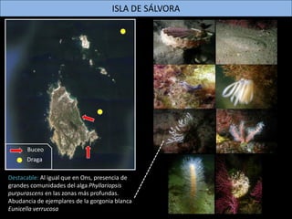 ISLA DE CORTEGADA
Buceo
Draga
Interesante: Presencia de grandes comunidades de
Chorda filum, alga del orden Laminariales q...