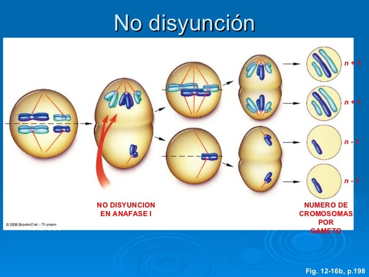 Presentación meiosis 1
