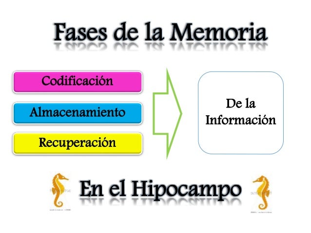 Memoria, sueño y