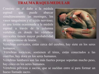Consiste en el daño a la médula
espinal que puede abarcar
simultáneamente las meninges, los
vasos sanguíneos y el tejido nervioso;
es una lesión ocasionada a la médula
espinal a través de la columna
vertebral, en donde las vértebras
cervicales tienen mayor probabilidad
de compromiso de lesión.
TRAUMA RAQUI-MEDULAR
Vértebras cervicales, están cerca del cerebro, hay siete en los seres
humanos.
Vértebras torácicas, sostienen el tórax, están conectados a las
costillas, hay doce en los seres humanos.
Vértebras lumbares son las más fuertes porque soportan mucho peso,
hay cinco en los seres humanos.
Vértebras pélvicas o sacras, que se sueldan entre sí para formar un
hueso llamado sacro.
 