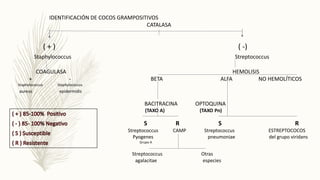 IDENTIFICACIÓN DE COCOS GRAMPOSITIVOS
CATALASA
( + ) ( -)
Staphylococcus Streptococcus
COAGULASA HEMOLISIS
+ - BETA ALFA N...