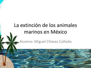 La extinción de los animales
    marinos en México
  Alumno: Miguel Chávez Cañedo
 