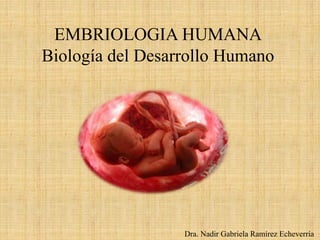 Dra. Nadir Gabriela Ramírez Echeverría
EMBRIOLOGIA HUMANA
Biología del Desarrollo Humano
 