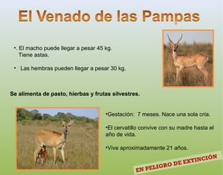 •. El macho puede llegar a pesar 45 kg.
Tiene astas.
• Las hembras pueden llegar a pesar 30 kg.
Se alimenta de pasto, hierbas y frutas silvestres.
•Gestación: 7 meses. Nace una sola cría.
•El cervatillo convive con su madre hasta el
año de vida.
•Vive aproximadamente 21 años.
EN PELIGRO DE EXTINCIÓN
 