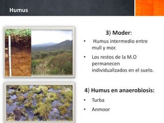 Humus
3) Moder:
• Humus intermedio entre
mull y mor.
• Los restos de la M.O
permanecen
individualizados en el suelo.
4) Humus en anaerobiosis:
• Turba
• Anmoor
 