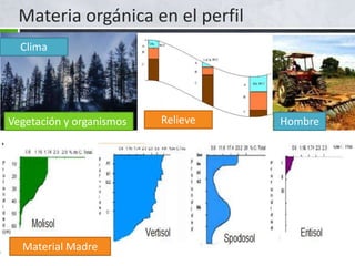 Materia orgánica en el perfil
Vegetación y organismos Relieve
Clima
Material Madre
Hombre
 