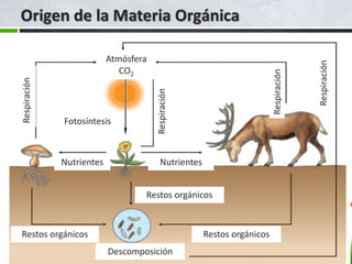 Atmósfera
CO2
Respiración
Respiración
Respiración
Fotosíntesis
NutrientesNutrientes
Restos orgánicosRestos orgánicos
Descomposición
Respiración
Restos orgánicos
 