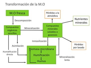 Transformación de la M.O
Humidificación
directa
M.O fresca
Compuestos
orgánicos
sencillos
Biomasa microbiana
Humificación
Humus
Compuestos
minerales
solubles o
gaseosos
Pérdidas a la
atmósfera
Nutrientes
minerales
Pérdidas
por lavado
Descomposición
Mineralización
Asimilación
Inmovilización
Mineralización
lenta
 
