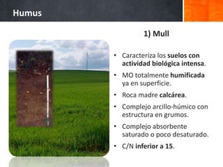 • Caracteriza los suelos con
actividad biológica intensa.
• MO totalmente humificada
ya en superficie.
• Roca madre calcárea.
• Complejo arcillo-húmico con
estructura en grumos.
• Complejo absorbente
saturado o poco desaturado.
• C/N inferior a 15.
Humus
1) Mull
 