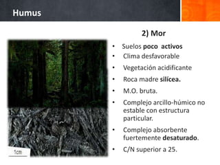 • Suelos poco activos
• Clima desfavorable
• Vegetación acidificante
• Roca madre silícea.
• M.O. bruta.
• Complejo arcillo-húmico no
estable con estructura
particular.
• Complejo absorbente
fuertemente desaturado.
• C/N superior a 25.
Humus
2) Mor
 