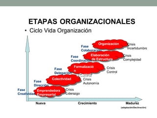 ETAPAS ORGANIZACIONALES
• Ciclo Vida Organización
Colectividad
Formalizació
n
y Control
Elaboración
de Estructura
Emprendedora
Empresarial
Nueva Crecimiento Madurez
(adaptación/Declinación)
Fase
Dirección
Fase
Delegación
Fase
Coordinación
Fase
Colaboración
Crisis
Liderazgo
Crisis
Autonomía
Crisis
Control
Crisis
Complejidad
Organización Crisis
Incertidumbre
Fase
Creatividad
 