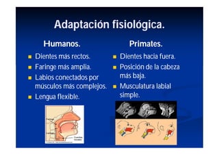 Adaptación fisiológica.
      Humanos.                       Primates.
   Dientes más rectos.          Dientes hacia fuera.
   Faringe más amplia.          Posición de la cabeza
   Labios conectados por         más baja.
    músculos más complejos.      Musculatura labial
   Lengua flexible.              simple.
 