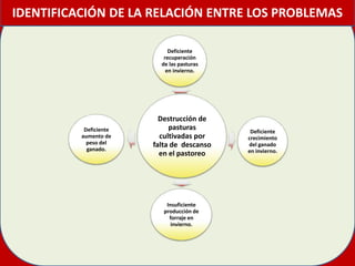 IDENTIFICACIÓN DE LA RELACIÓN ENTRE LOS PROBLEMAS

                             Deficiente
                           recuperación
                          de las pasturas
                            en invierno.




                          Destrucción de
           Deficiente        pasturas        Deficiente
          aumento de      cultivadas por    crecimiento
            peso del    falta de descanso   del ganado
            ganado.                         en invierno.
                          en el pastoreo




                            Insuficiente
                           producción de
                             forraje en
                              invierno.
 