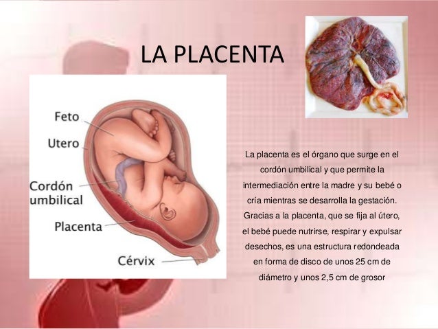 Fecundacion