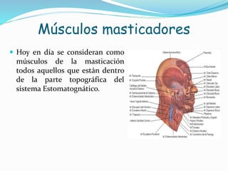 Músculos masticadores
 Hoy en día se consideran como
músculos de la masticación
todos aquellos que están dentro
de la parte topográfica del
sistema Estomatognático.
 