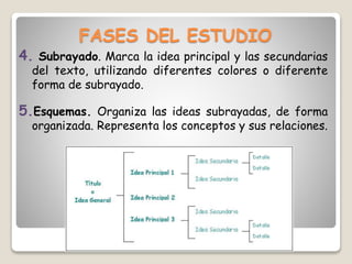FASES DEL ESTUDIO
4. Subrayado. Marca la idea principal y las secundarias
del texto, utilizando diferentes colores o diferente
forma de subrayado.
5.Esquemas. Organiza las ideas subrayadas, de forma
organizada. Representa los conceptos y sus relaciones.