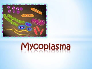 Mycoplasma

 